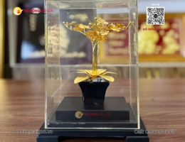 CHẬU LAN QUÀ TẶNG PHÁI NỮ Ý NGHĨA