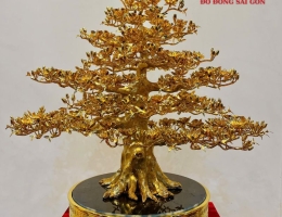 Cây Mai Đứng Cao 56cm, Tán Rộng 52cm