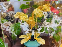 Chậu Lan Vàng Làm Quà Tặng Để Bàn